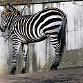 Warszawskie zwierzaki.. #Zwierzak #zebra #WarszawskieZOO