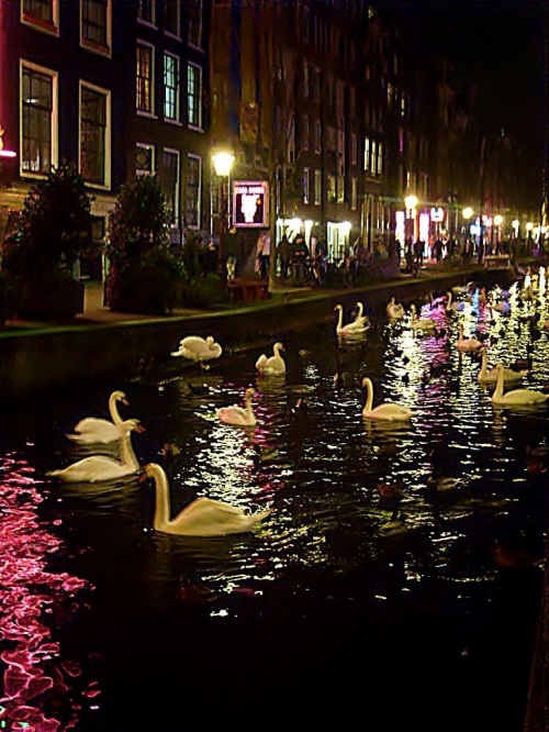 Łabędzie z Czerwonej ulicy"Amsterdam"