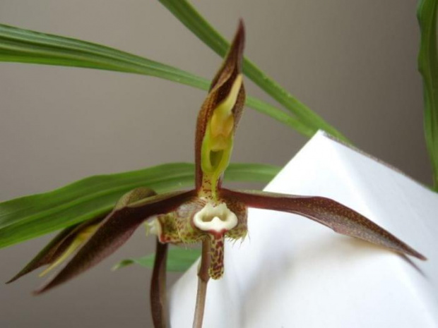 catasetum saccatum kwiat