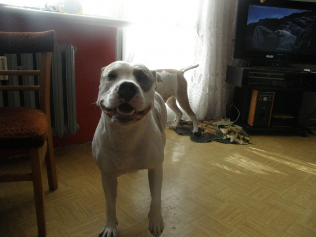 #amstaff