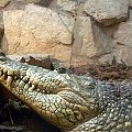 Aligator #aligator #zwierzeta #zoo #wrocław