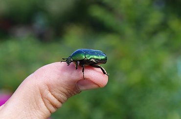 #zwierzęta #pupile #slodkie #urocze #boa #constrictor #dusiciel #widoki