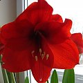 amarylis #kwiaty #hippeastrum #amarylis