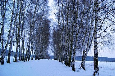 Biało wszędzie. #zima #śnieg #las #biel