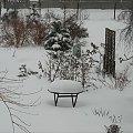 mój ogród zimą 2010