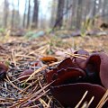 kustrzebka brązowa (Peziza badia) #las #grzyby #hobby #przyroda
