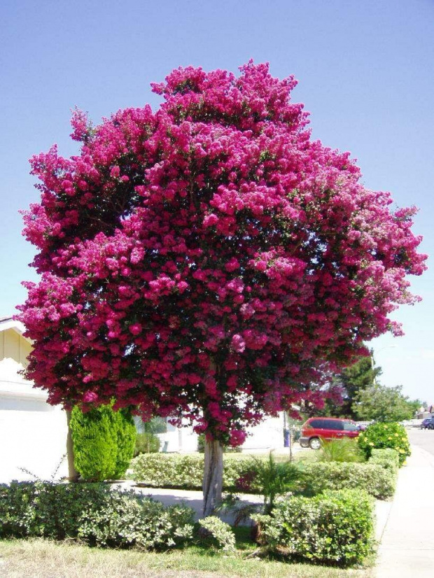 Lagerstroemia indica