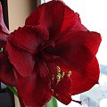 #hippeastrum