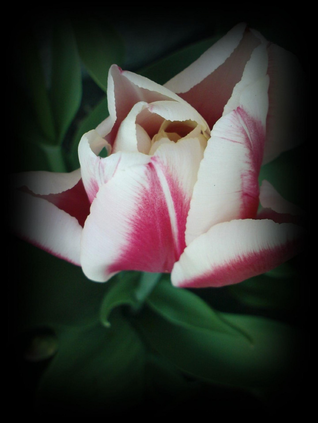 Mój tulip