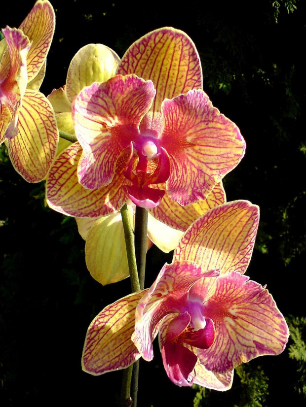 Phalaenopsis "Baldans kaleidoscope" peloric