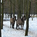 Wielkopolska Spontan centralny