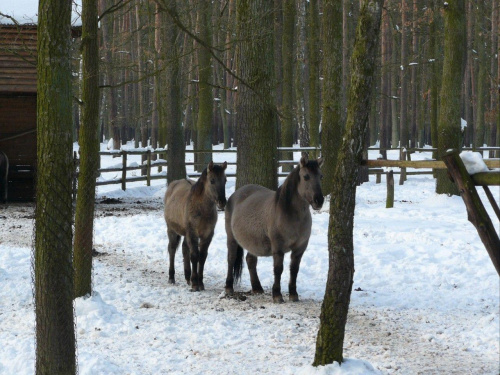 Wielkopolska Spontan centralny