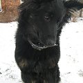 chodsky pes - Barbi, 6 miesięcy