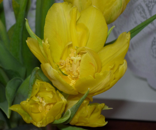 #kwiaty #tulipany #przyroda