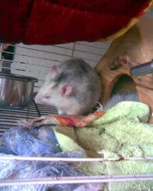 Adrianek 6 listopada 2008 #szczur #szczurek #adrian