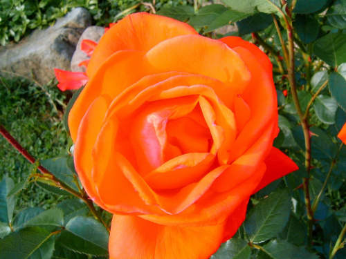 kwiat #kwiat #natura #róża #wyostrzone #sharpen #dokładność #piękno #cud #sad #zakwit #drzewko #wioska #czerwien