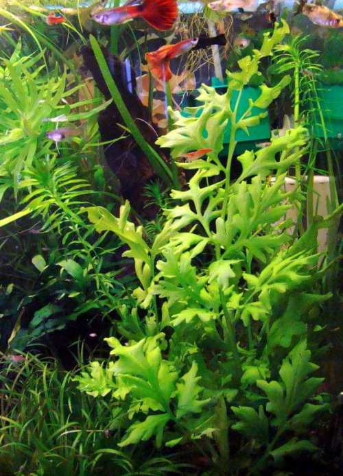Ceratopteris thalictroides (Paprotnica sumatrzańska )
Standardowo roślina ta jest gatunkiem szybkorosnącym, ale dodatek CO2 bywa konieczny w celu pobudzenia jej do szybkiego wzrostu. W małych, otwartych zbiornikach potrafi wyrastać z akwarium i formowa...
