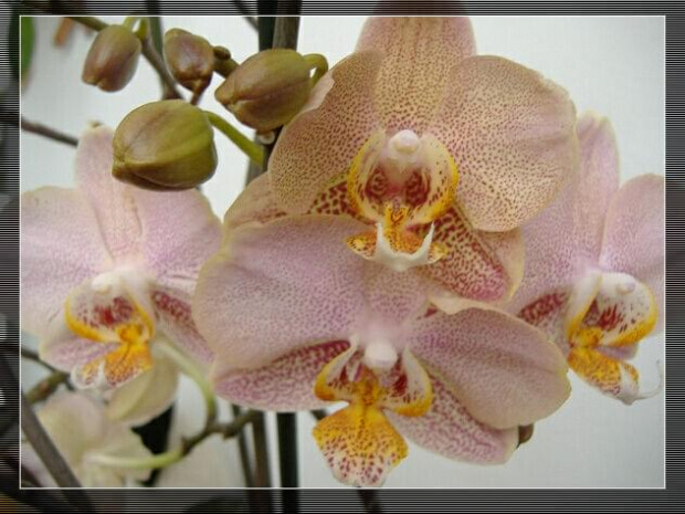 Phalaenopsis