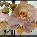 Phalaenopsis