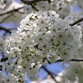 Kwitnące kwiaty na drzewach w Busku-Zdroju.