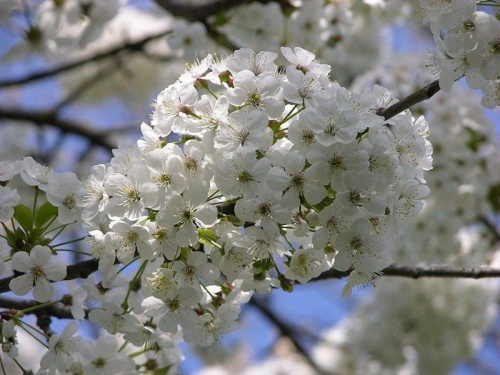 Kwitnące kwiaty na drzewach w Busku-Zdroju.