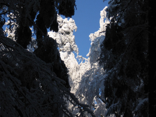 Puszcza w zimowej szacie #Góry #Łysica #GóryŚwiętokrzyskie
