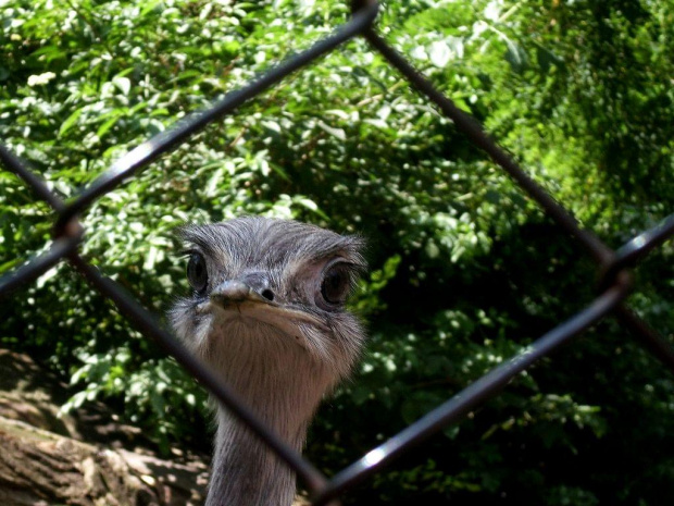 zoo, wrocław, wakacje 2009