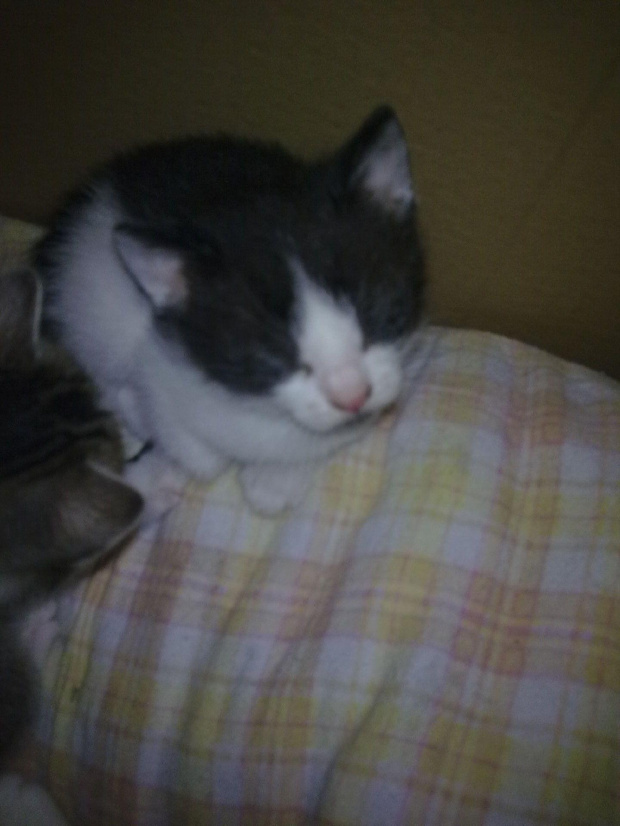 Ninoczka