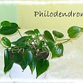 Philodendron