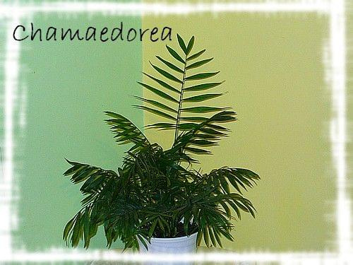 Chamaedorea