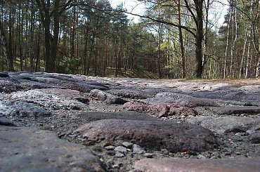 Wybrukowany las #PuszczaKampinoska #las #przyroda #Mazowsze