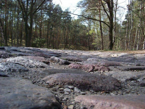 Wybrukowany las #PuszczaKampinoska #las #przyroda #Mazowsze