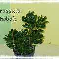 Crassula