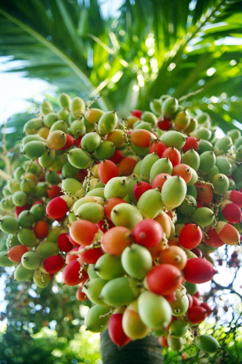KUBA-Jakieś owoce palmy #palma #owoce