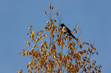 sroka na czubku brzozy #jesień #brzoza #sroka #ptaki