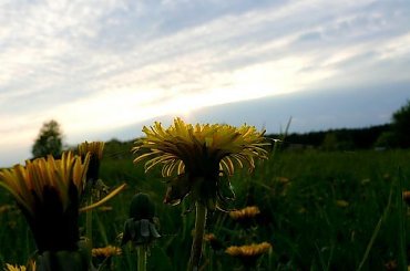 łąka mleczy... #łąka #mlecz #wiosna #Wiosna2010 #zachód #ZachódSłońca