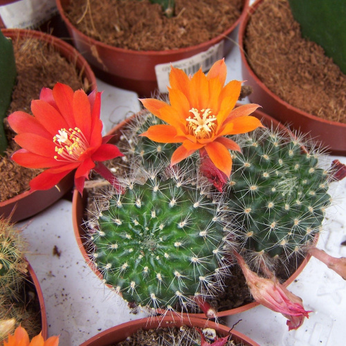 Rebutia #rebutia #kaktus #kwiaty