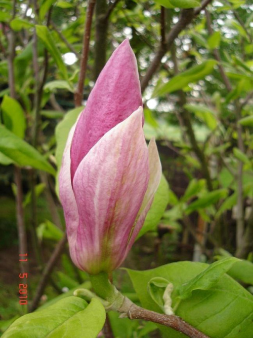 Piękny pąk magnoli .....