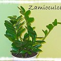 Zamioculcas