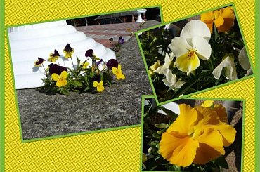 Radość dla oczu! #rośliny #wiosna #kolor #bratki