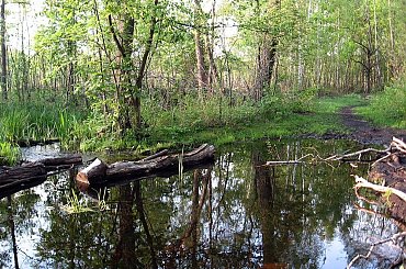 Puszcza Kampinoska-na horyzoncie pewny grunt #PuszczaKampinoska #błoto #UroczyskoKalisko