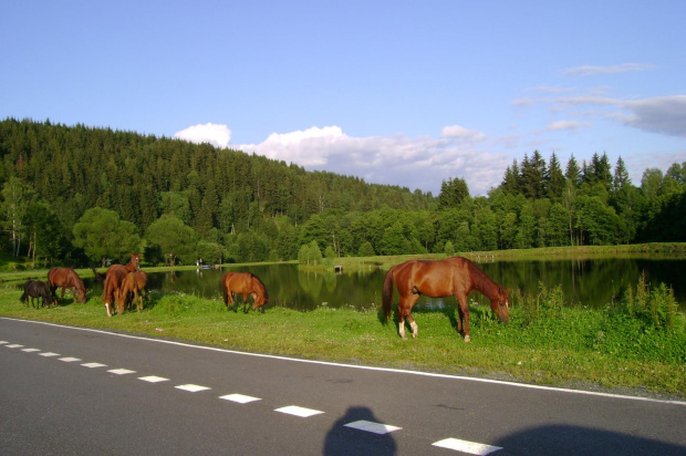 wieczorem chodzą sobie zupełnie wolne.