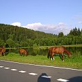 wieczorem chodzą sobie zupełnie wolne.