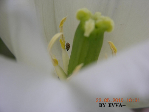 Wewnątrz tulipana