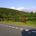 Stadnina w górach.. niedaleko Lasówki na granicy polsko-czeskiej