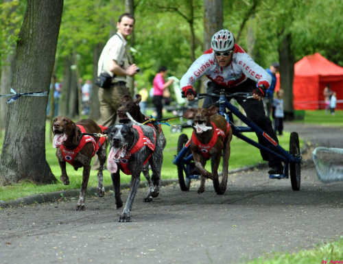 Pokazy dyscyplin psich zaprzęgów. Dzień dziecka w Żninie.
Mateusz Brylewski i Igor Tracz.Canicross, Bikejoring, Scooter, psi zaprzęg. #PsieZaprzęgiŻnin #BrylewskiMateusz #IgorTracz #bikejoring #scooter #canicross #greyster