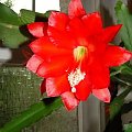 epiphyllum