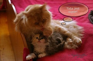 #KociętaMaineCoon #KotyMaineCoon #HodowlaMaineCoon #KotyRasowe #DomoweKotyRasowe #KotkiMaineCoon #SprzedażMaineCoon