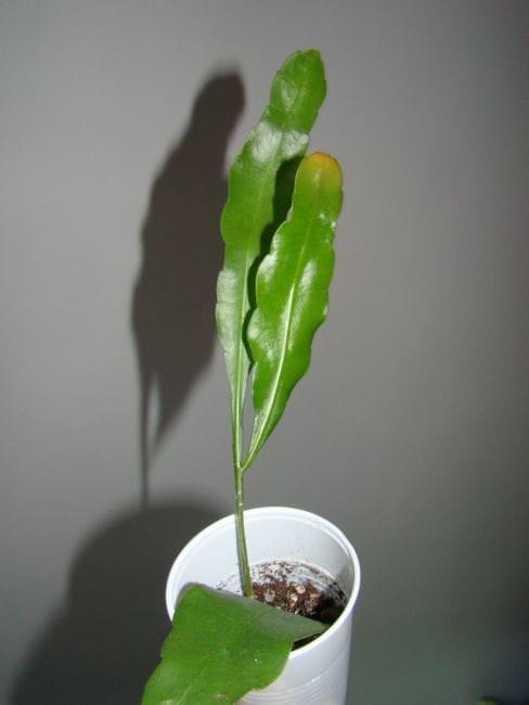 epiphyllum oxypetalum