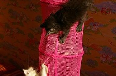 #KociętaMaineCoon #KotyMaineCoon #HodowlaMaineCoon #KotyRasowe #DomoweKotyRasowe #KotkiMaineCoon #SprzedażMaineCoon